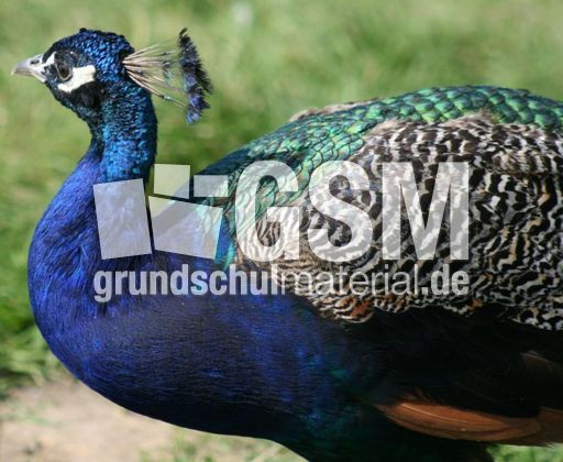Blauer-Pfau-5.jpg